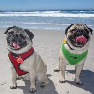 Minnie and Max the Pugs